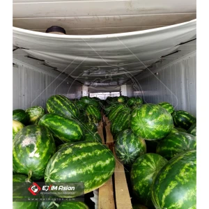 Iran Fresh Watermelon