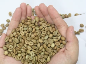 green arabica / robusta coffee beans