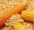 Import Yellow Corn from Indonesia