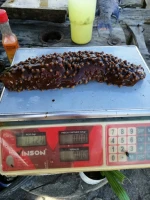 Brown sea cucumbers Isostichopus fuscus