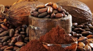 Dried Cocoa Powder for sale | Cameroon Cocoa Beans for sale