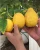 Import LEMONS from South Africa