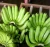 Import Fresh Cavendish Banana from Thailand