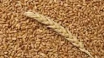 GRAINS   (Wheat, Rice,  Maize, etc)