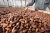 Import Dried Cocoa Powder for sale | Cameroon Cocoa Beans for sale from Czech Republic