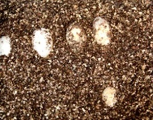 1-3mm 2-4mm 4-8mm0.3-1mm Minerals &Non-Metallic Mineral Deposit Vermiculite