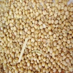 100% Good Quality White Sorghum