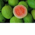 100% Natural Fresh Guava for export.