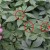 Import 100% Natural Wild Jiaogulan Gynostemma Pentaphyllum Tea Organic Jiaogulan Tea Loose Leaf Reduce Blood Press Herbal Tea from China