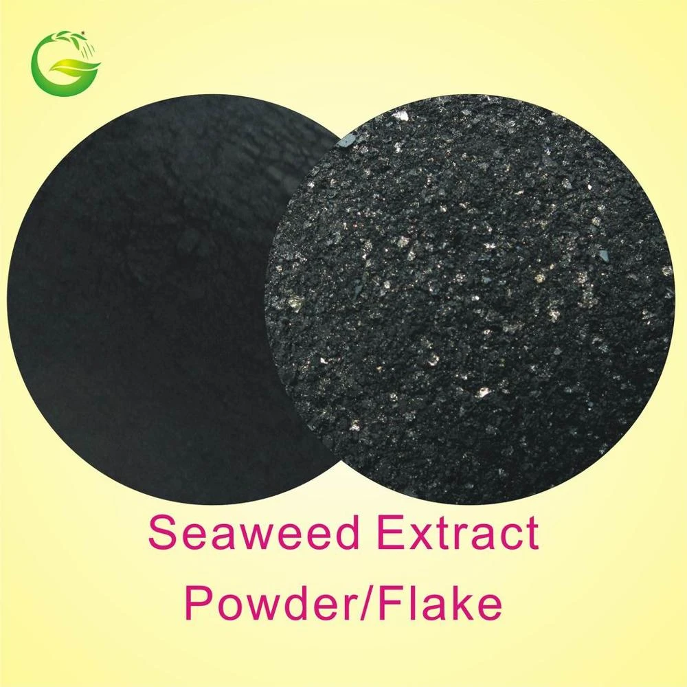 100%water soluble organic fertilizer Seaweed Extract powder from sargassum