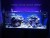 Import 2016 Evergrow IT5060 marine aquarium led lighting 24&#39;&#39; auto dimming led aquarium light from China