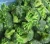 Import 2019 New Crop IQF Frozen Broccoli And Frozen Vegetables from China