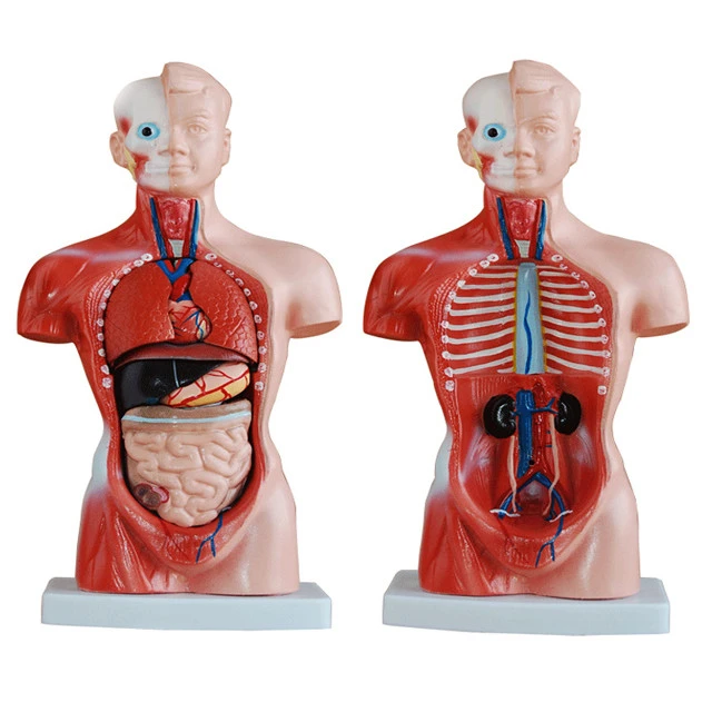 26cm Mini human Torso Model 15 Parts for medical teaching and training on human anatomy