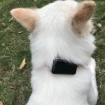 3G net work  mini GPS tracker for cat pets tracking smart voice remote recording