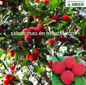 98%/99% Myricetin Myrica rubra fruit Extract