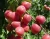 Import Adorable Fresh Plum Fruits from South Africa from Austria