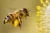 Import Bee Pollen from Ukraine