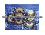 Best Quality Seafood Product Natural Frozen Soft Shell Crab