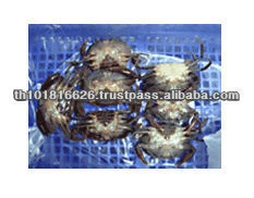 Best Quality Seafood Product Natural Frozen Soft Shell Crab