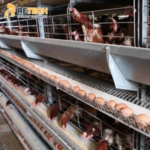 Best Sell Poultry Husbandry Equipment Automatic Battery Cage System Layers Egg Chicken