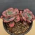 Import Best wholesale selling Succulent plant Echeveria Rain Drops indoor live plants for home decor from China