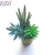 Import bonsai plants natural fake mini plants home decorative plants from china from China