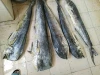 Brand canned mackerel,canned fish