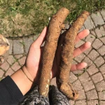 Burdock Burdock / fresh Production Of Organic Vegetable