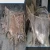 Import Buy Wet Salted Donkey Skin / Dry Salted Donkey Hide / Air dried Donkey Skin Ready Stock from Philippines