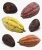 Import Certified Best Wholesale price Cacao Beans +Dried Criollo Cocoa Beans +Dried from USA