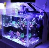 Coral Touch Control led aquarium light aquarium in lightings aquarium tank led lighting for aquariums