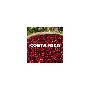 Costa Rica SHB Tarrazu Green Coffee