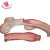 Import Cow uterus anatomical Medical science model from China