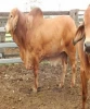 Cows, Brahman Bulls, Brahman Heifers &amp; Brahman Calves Healthy