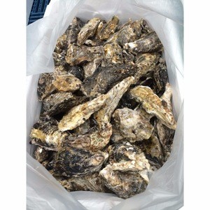 Delicious and Healthy Shellfish Frozen Short Necked Clam