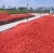 Import Double concentrated of canned tomato paste from China