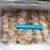 Import Dried whole squid 5A after processing from China