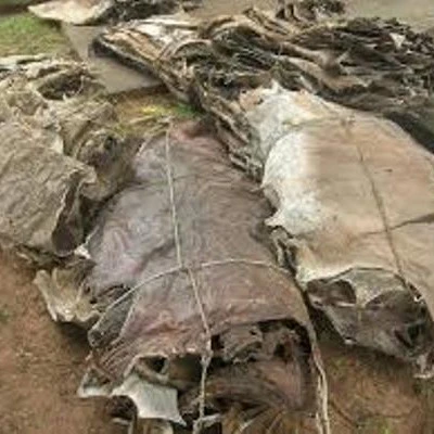 Dry and Wet Salted Donkey/Wet Salted Salted Sheep Skins,Salted Donkey Hides,Cow Hides