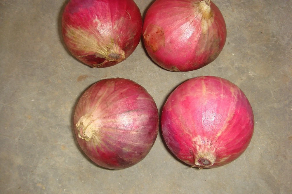ew crop onion in lowest price fresh red onion for sale from China