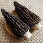 Free Samples Dried From China Tweeter Morel Mushrooms Morels