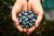Import fresh Blueberries from Peru