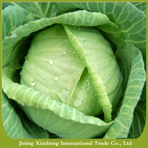 Fresh cabbage international market price