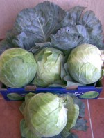 Fresh Cabbage