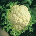 fresh cauliflower