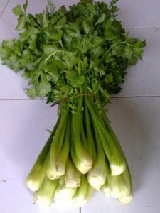 Fresh Celery Cabbage