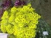 Fresh cut Chrysanthemums flower