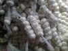 fresh garlic from 4.0-6.0 size galic factory can supply large quantity garlic