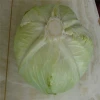 Fresh green purple cabbage