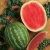 Import Fresh juicy sweet Water Melons for sale from United Kingdom