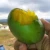Import Fresh Mangoes Raw Fresh Quality Mangoes from South Africa